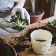 garden plant selection