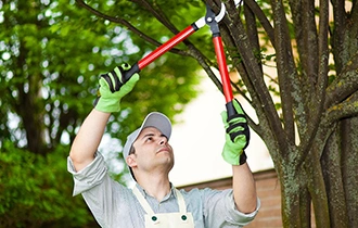 Tree Trimming - Removal