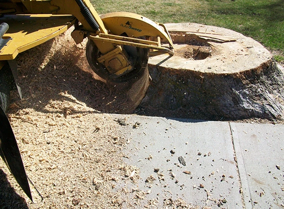 centennial 1 Fast Safe Stump Grinding Solutions 580 by 427