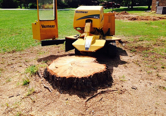 centennial 8 Professional Large Multiple Stump Grinding 580 by 407