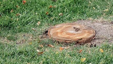 centennial 4 Stump Grinding 395 by 225 3
