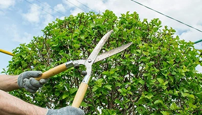 centennial 5 Tree Pruning 395 by 225 3