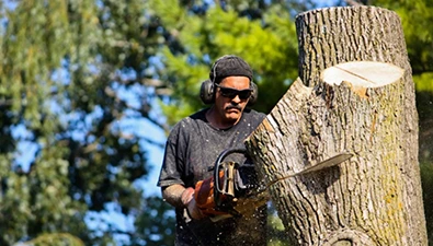 centennial 2 Tree Removal 395 by 225 3