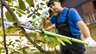 centennial 3 Tree Trimming 395 by 225 3